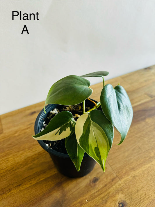 Philodendron Heartleaf - Albo