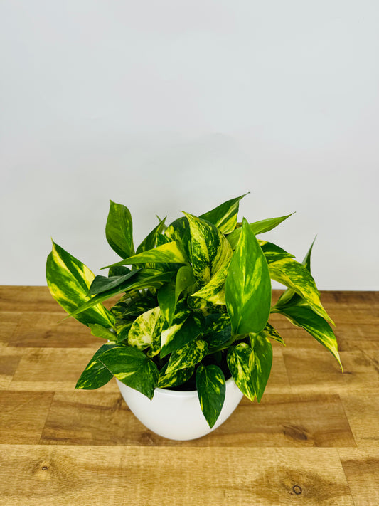 Pothos Golden