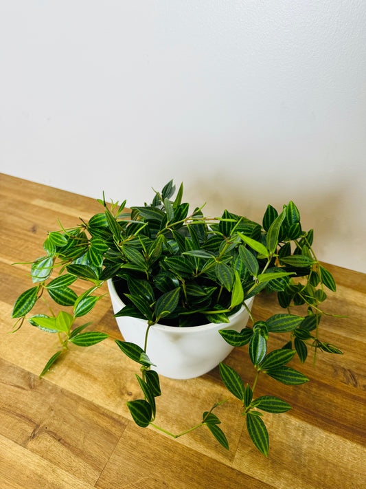 peperomia rocca verde