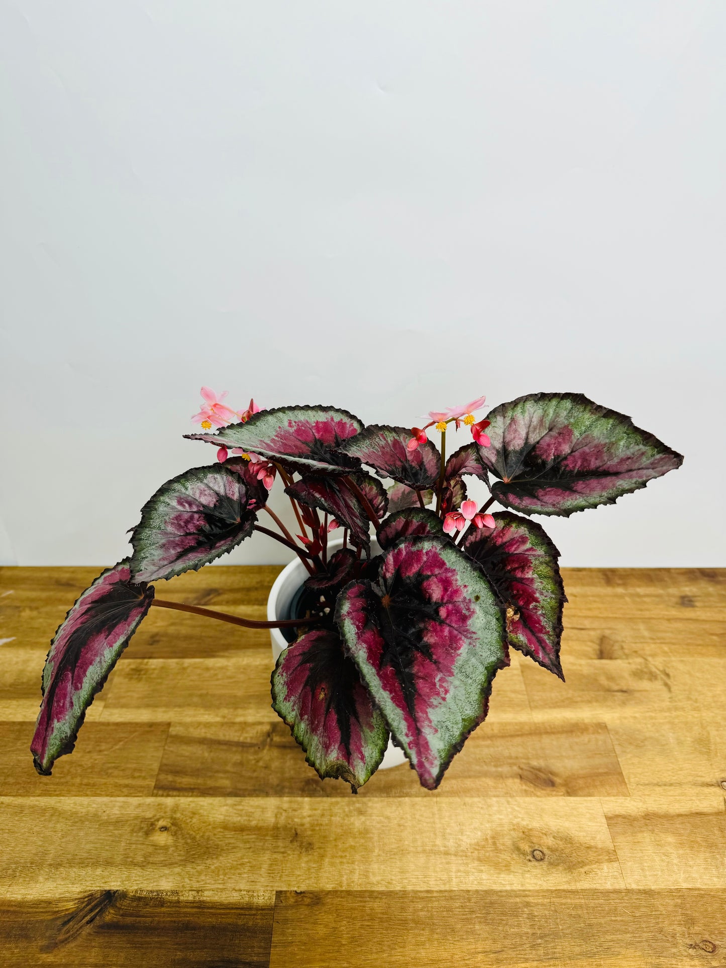 Begonia Rex - Hybrid tricolour