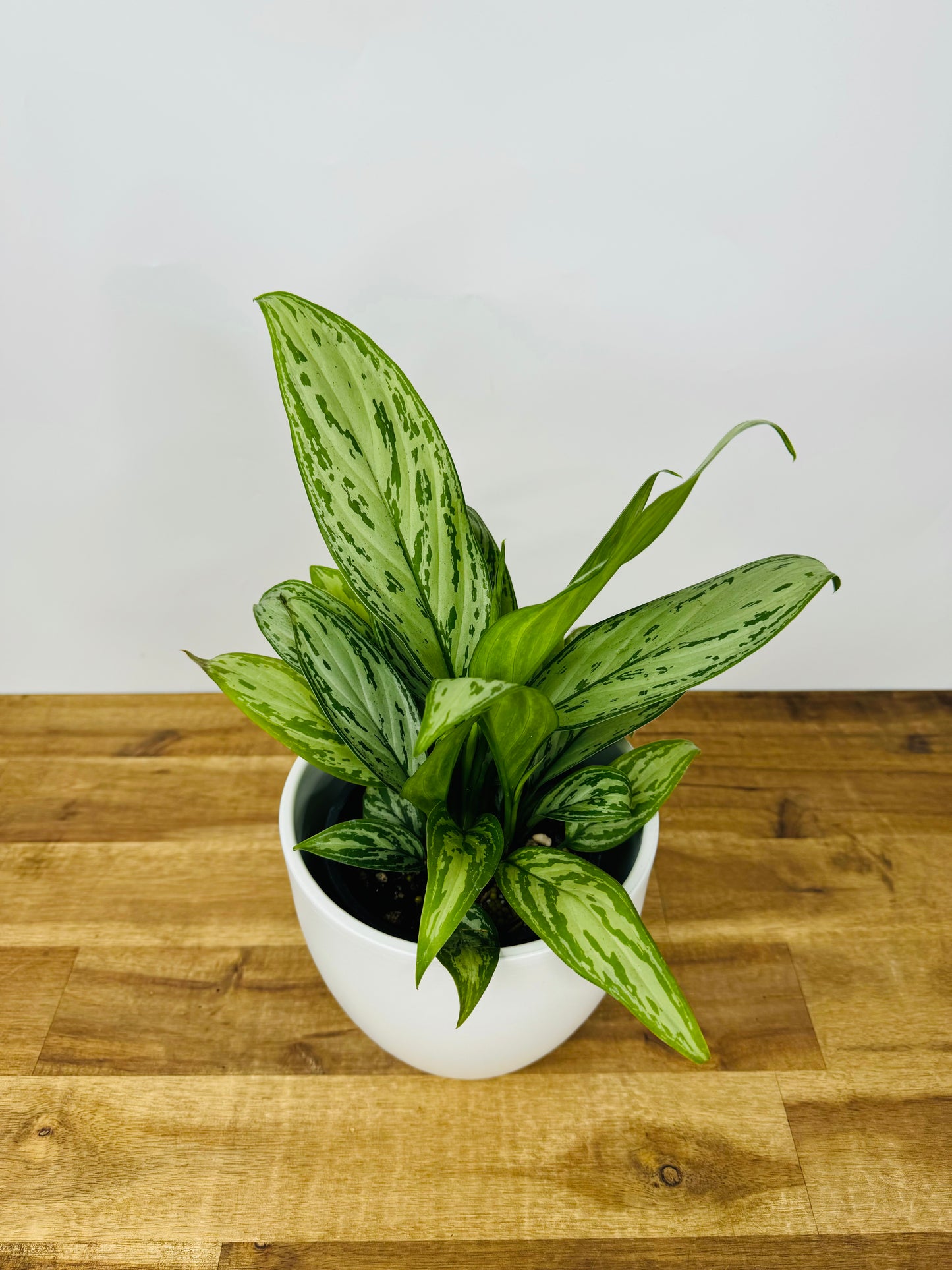 Aglaonema Silver King