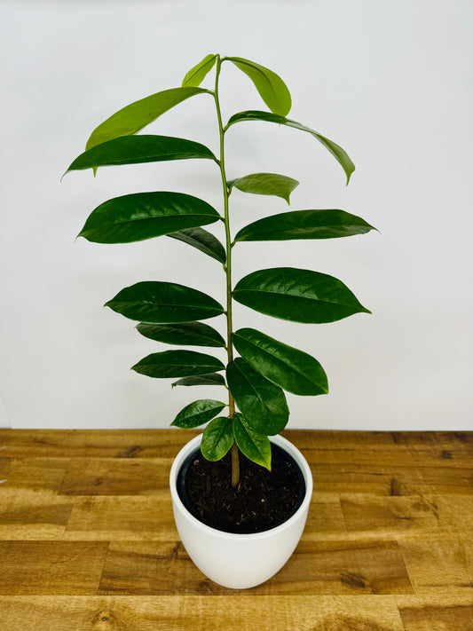 Soursop Tree (Annona Muricata)