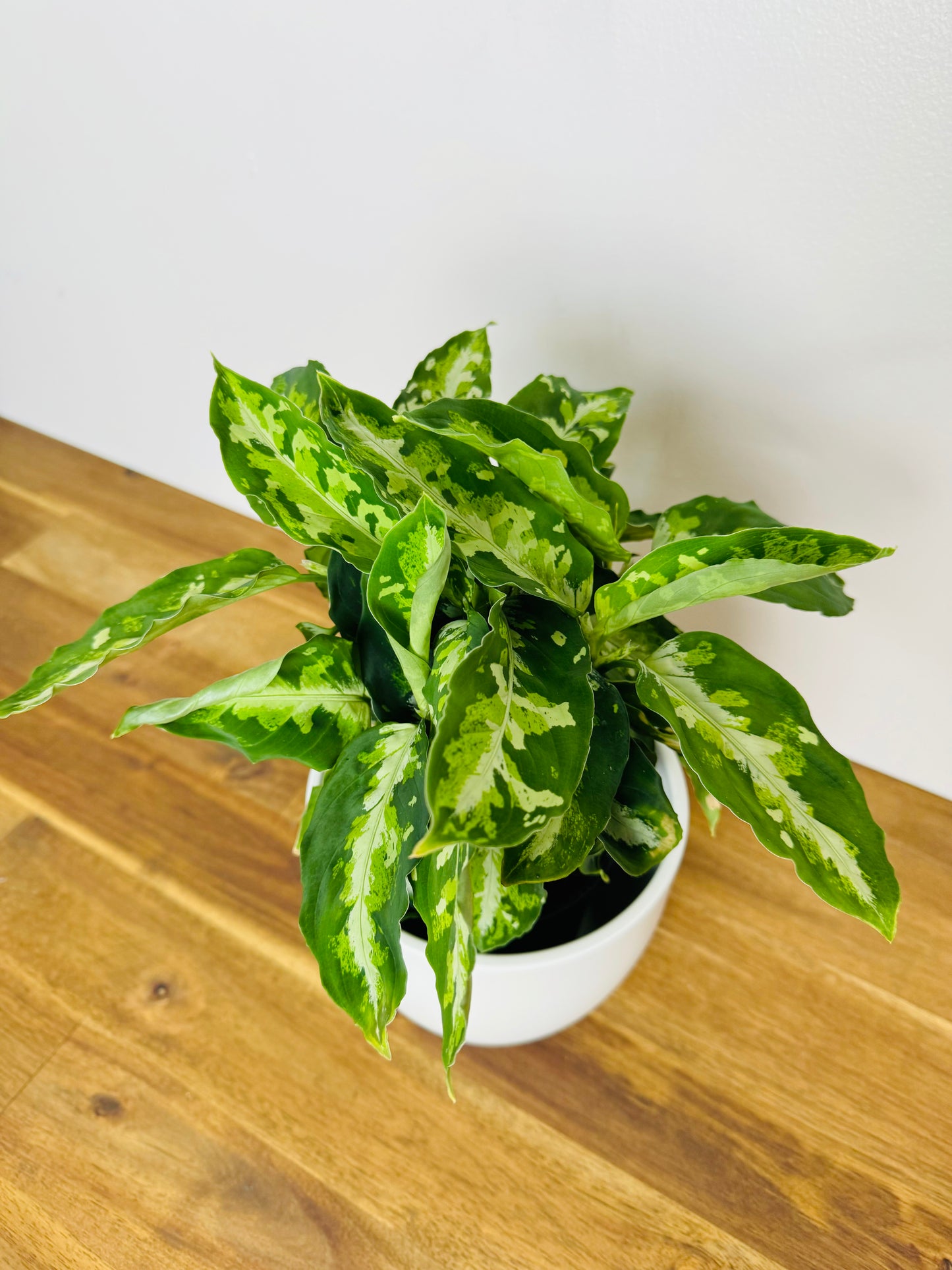 Aglaonema Pictum Tricolor