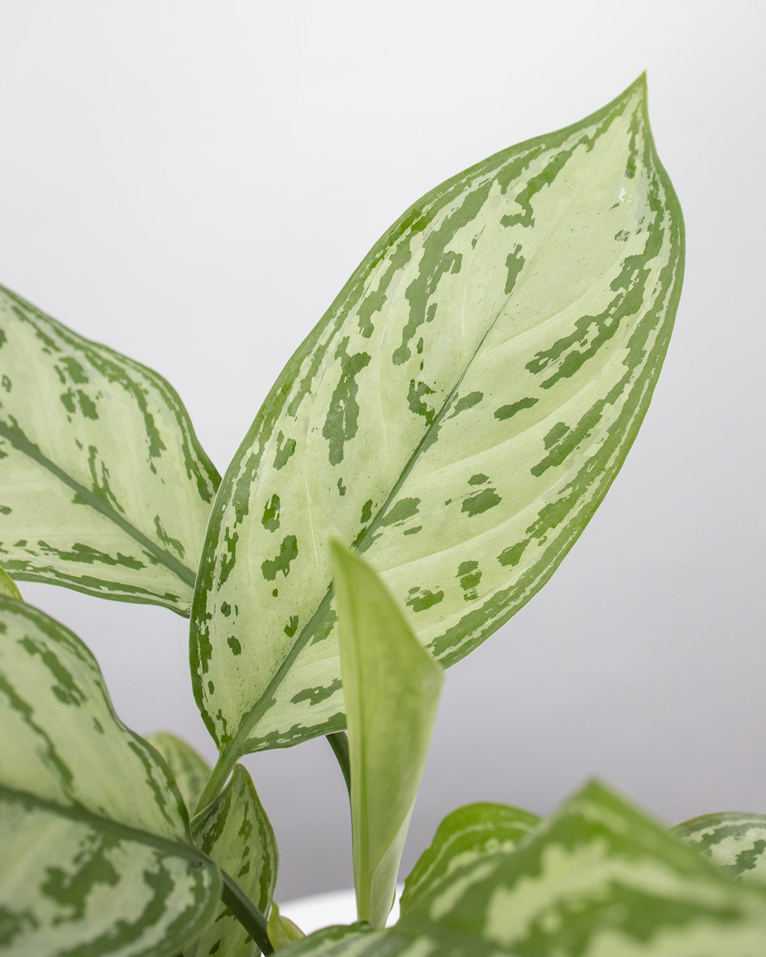 Get Your Aglaonema Silver King Today – The Green Grower