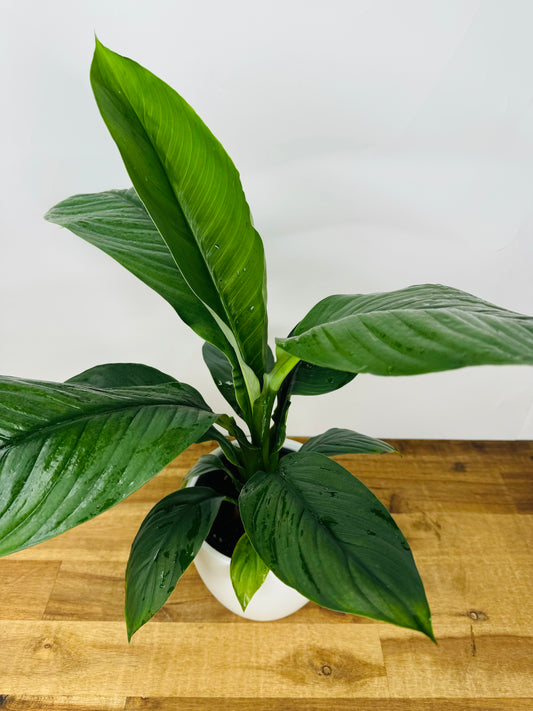 Peace Lily - Sensation