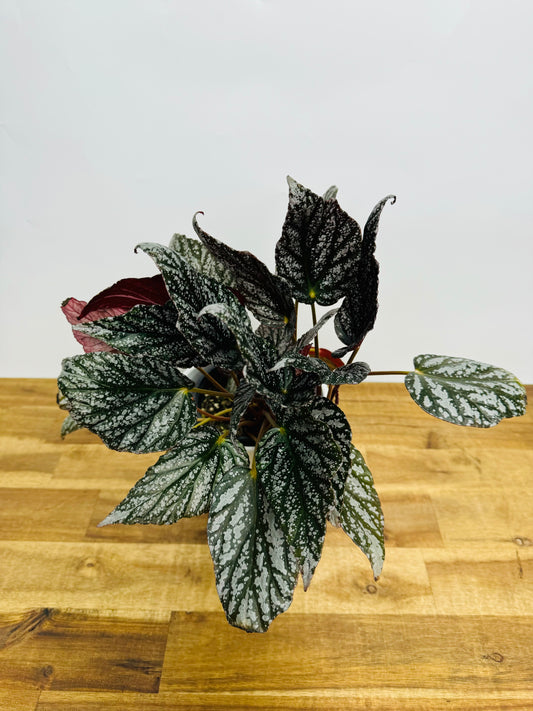 Begonia Silver Jewel