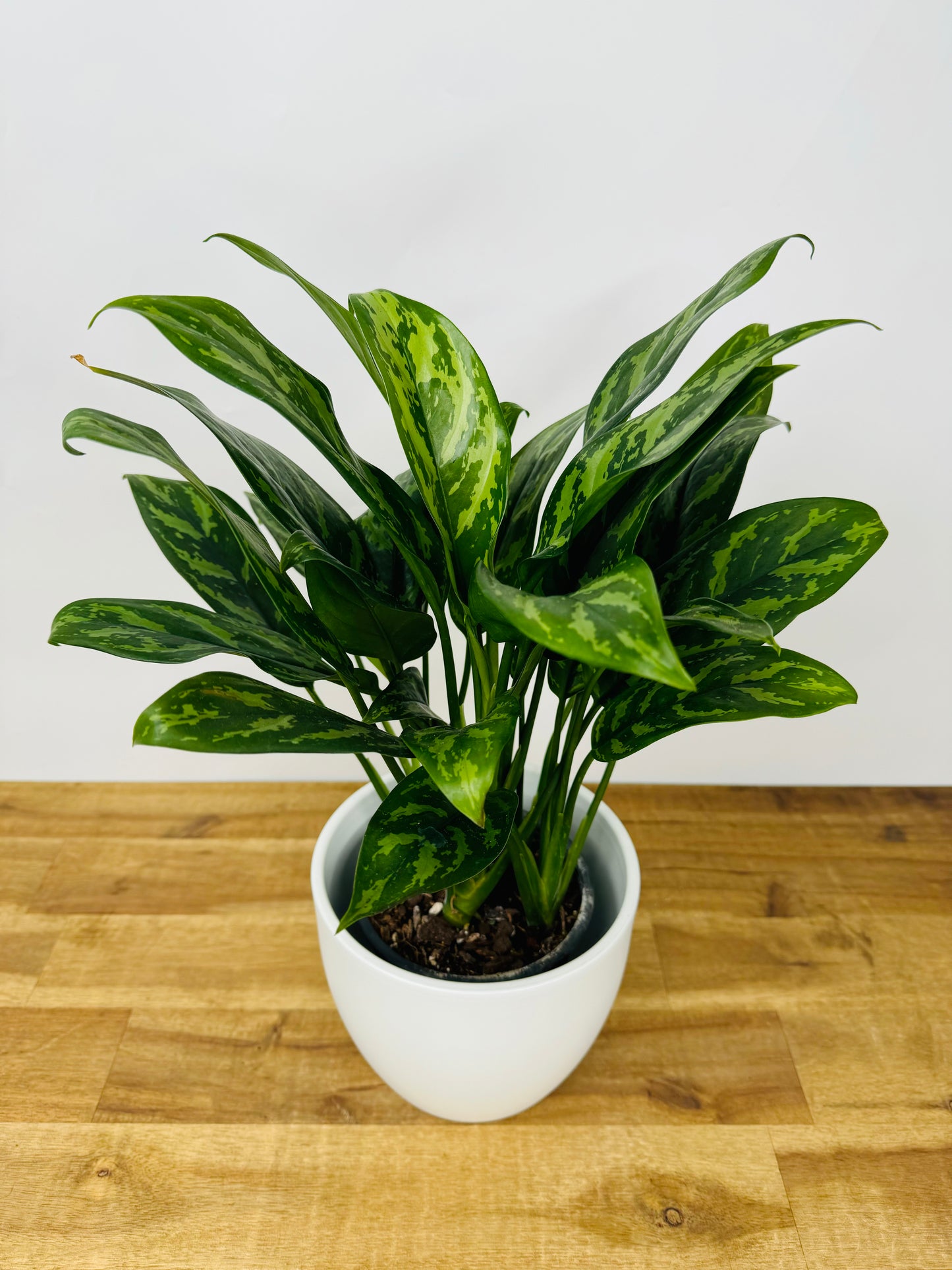 Aglaonema Compact Maria