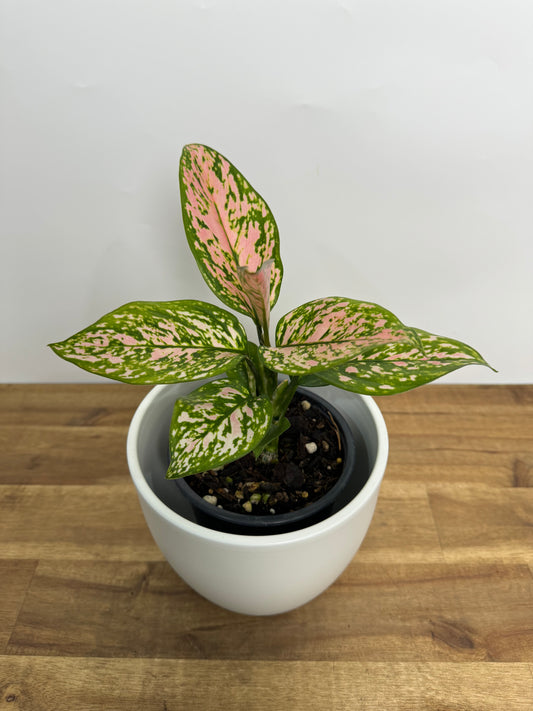 Aglaonema - Favonia