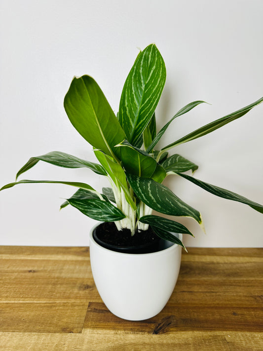 Aglaonema snow white