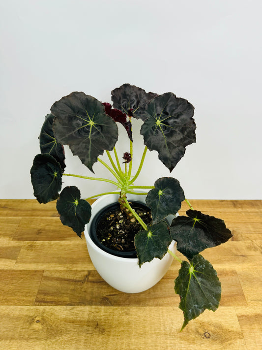 Begonia - Mai Chocolate