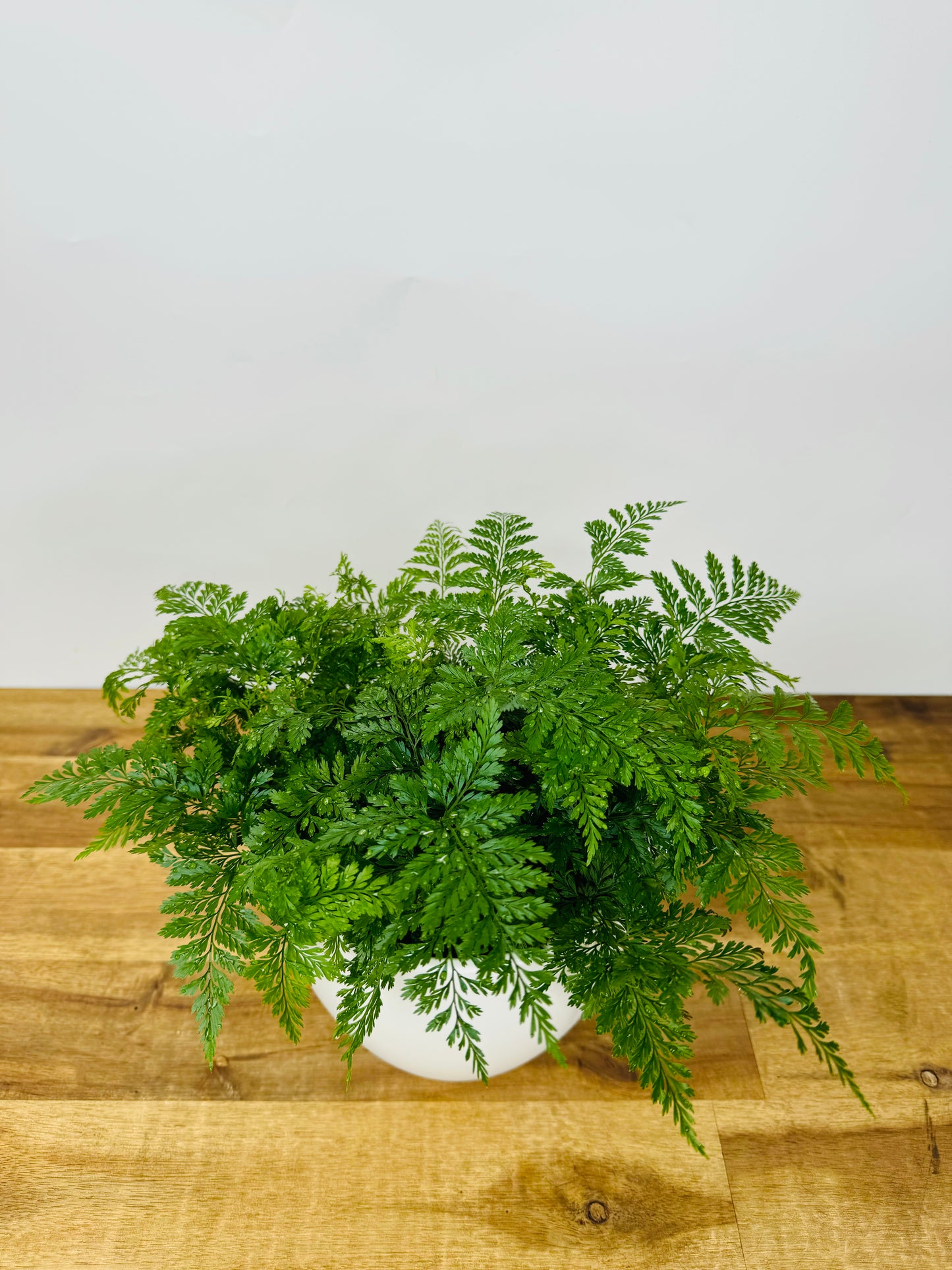 Davallia fejeensis- Rabbits foot fern