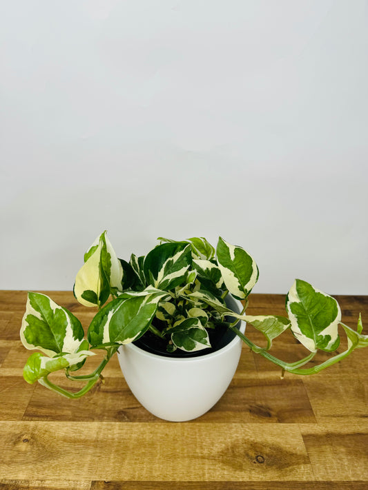 Pothos N'Joy