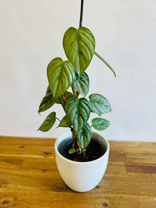 Philodendron sodiroi