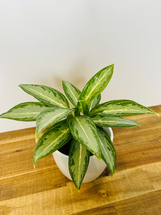 Aglaonema white rain