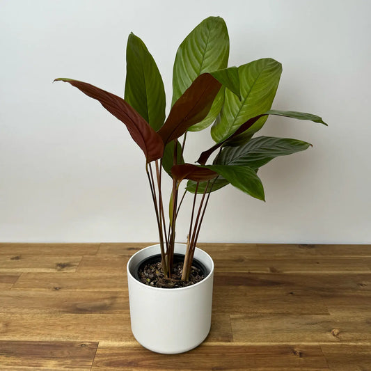 Calathea Wheat