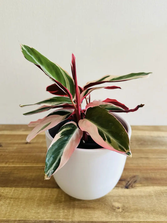 Calathea (Stromanthe sanguinea)'Triostar'