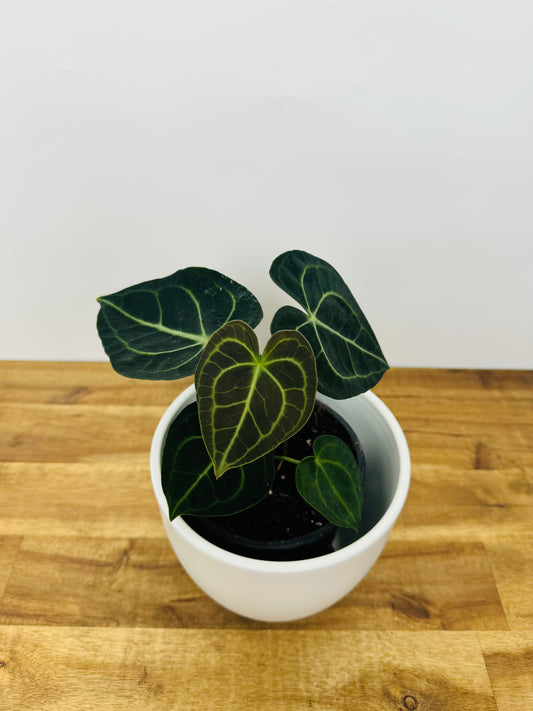 Anthurium clarinervium