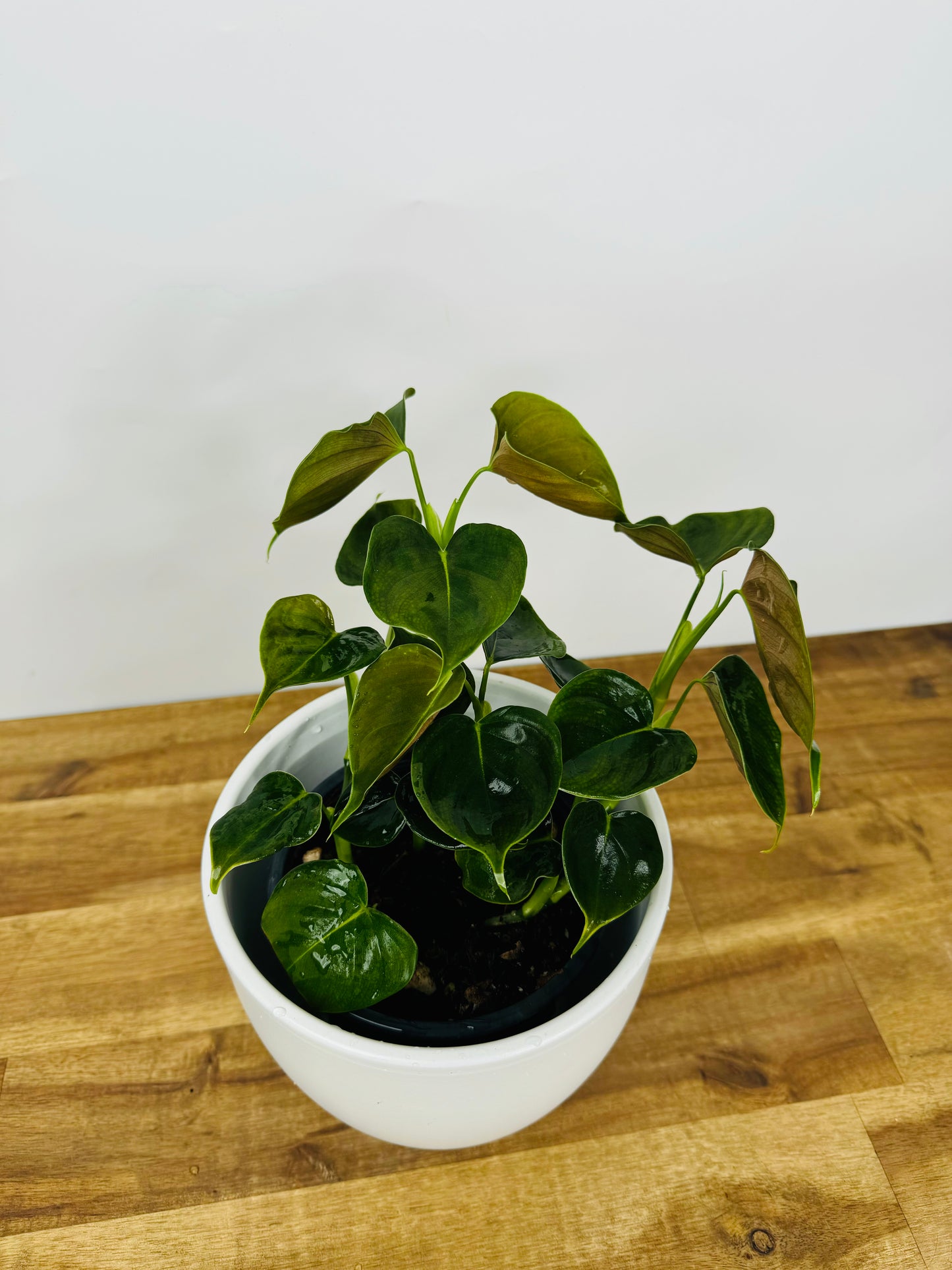 Philodendron lupinum