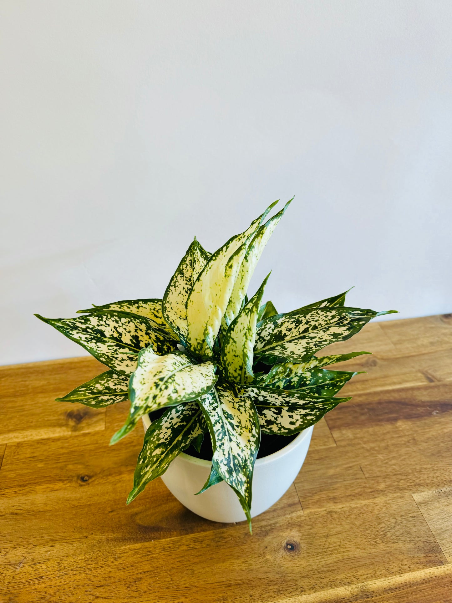 Aglaonema - Thai Snowflake