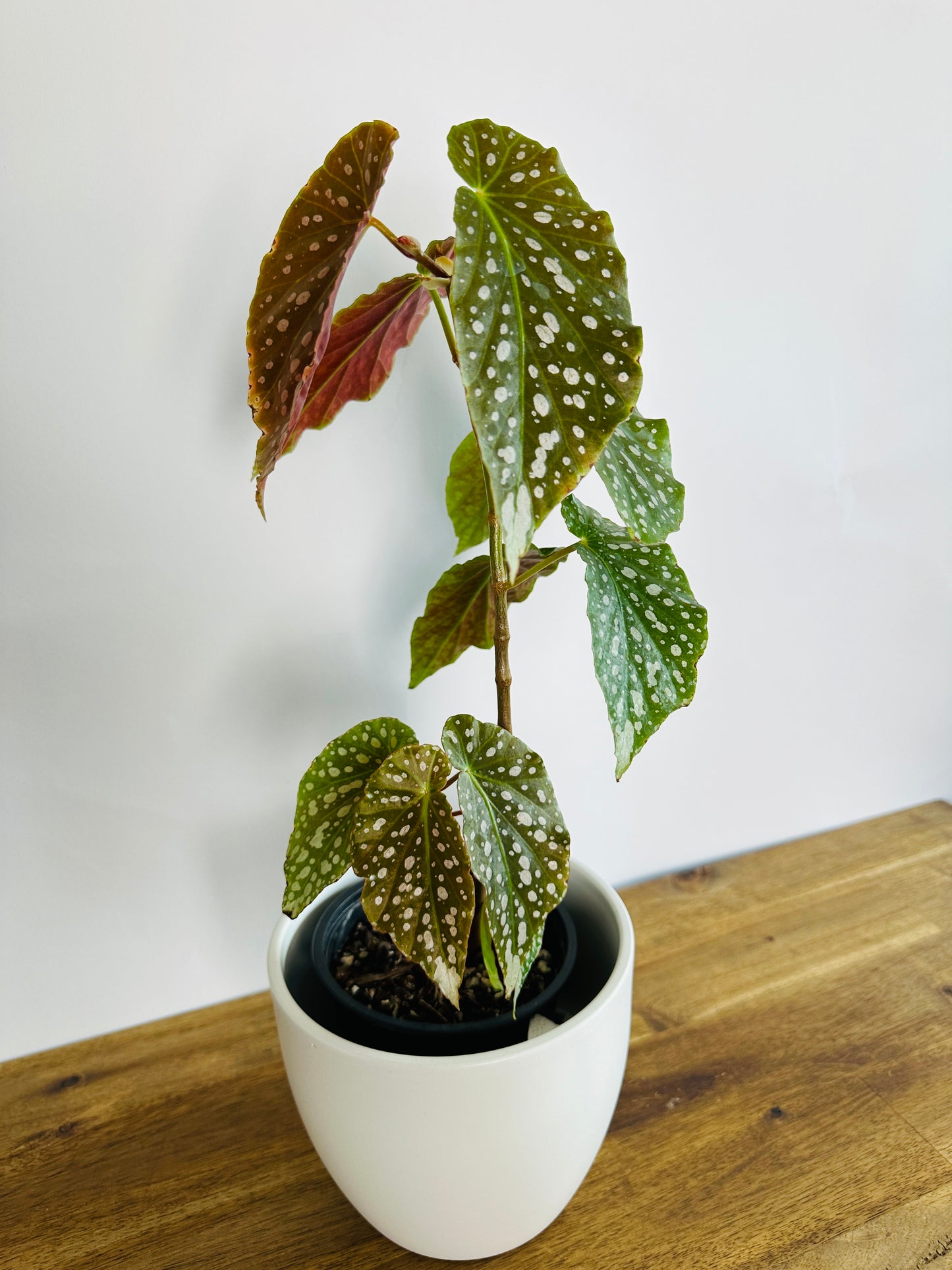 Begonia Flamingo Queen