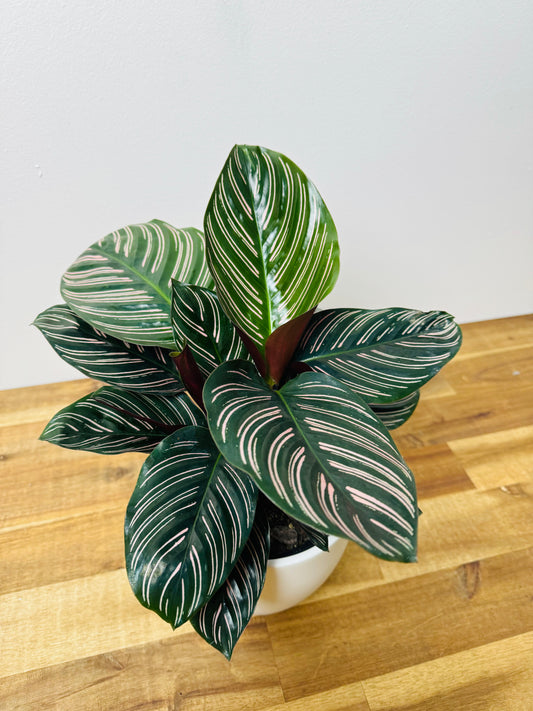 Calathea - Ornata