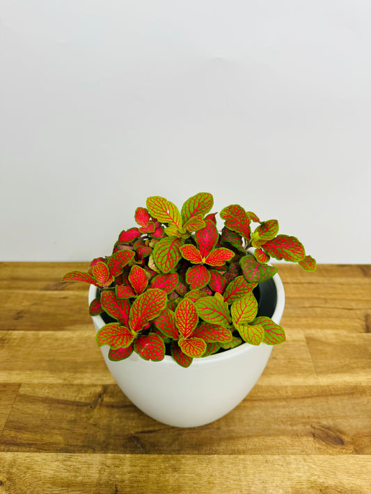 Fittonia Ruby Red