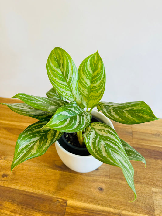 Aglaonema modestum "Stripes"