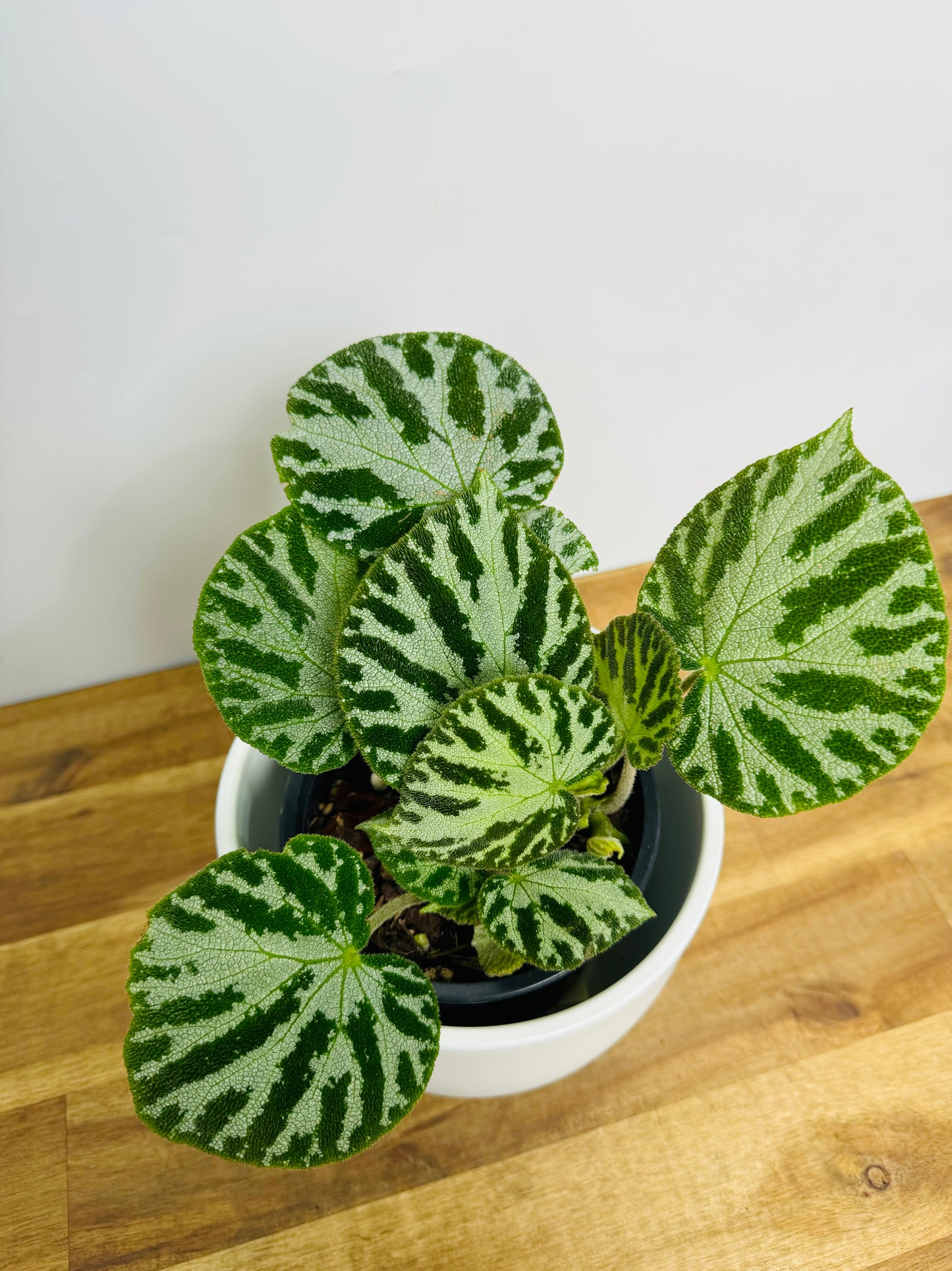 Begonia Imperialis