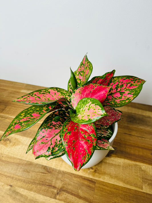 Aglaonema - Lady Valentine