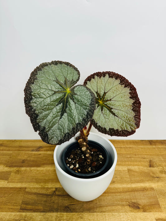 Begonia- Silver Queen