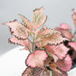 Fittonia Pink Star