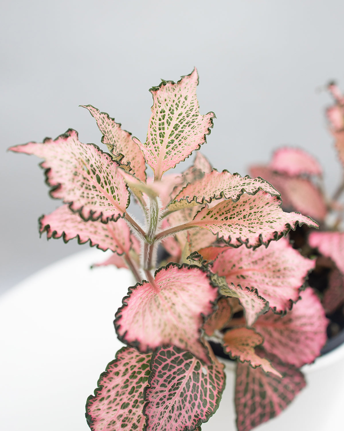 Fittonia Pink Star