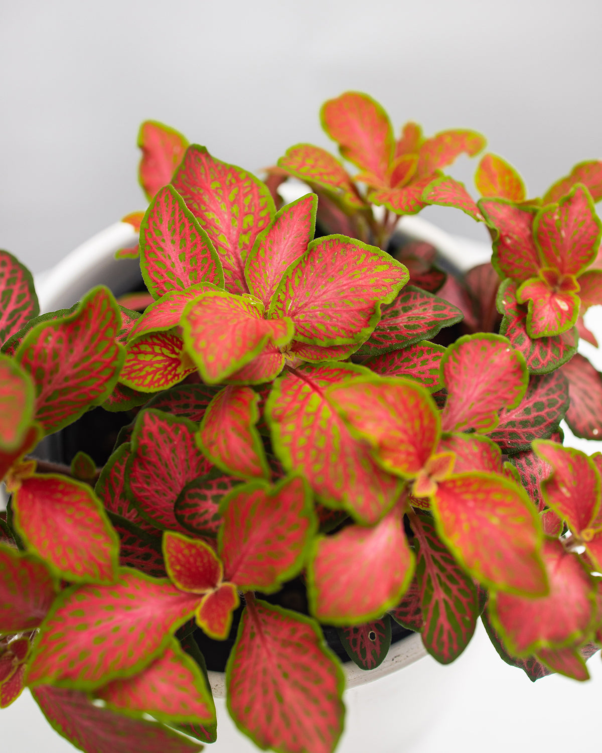 Fittonia Ruby Red