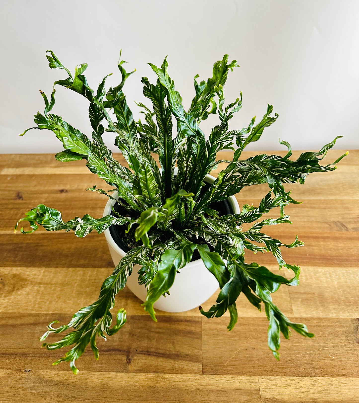 Asplenium nidus variegata