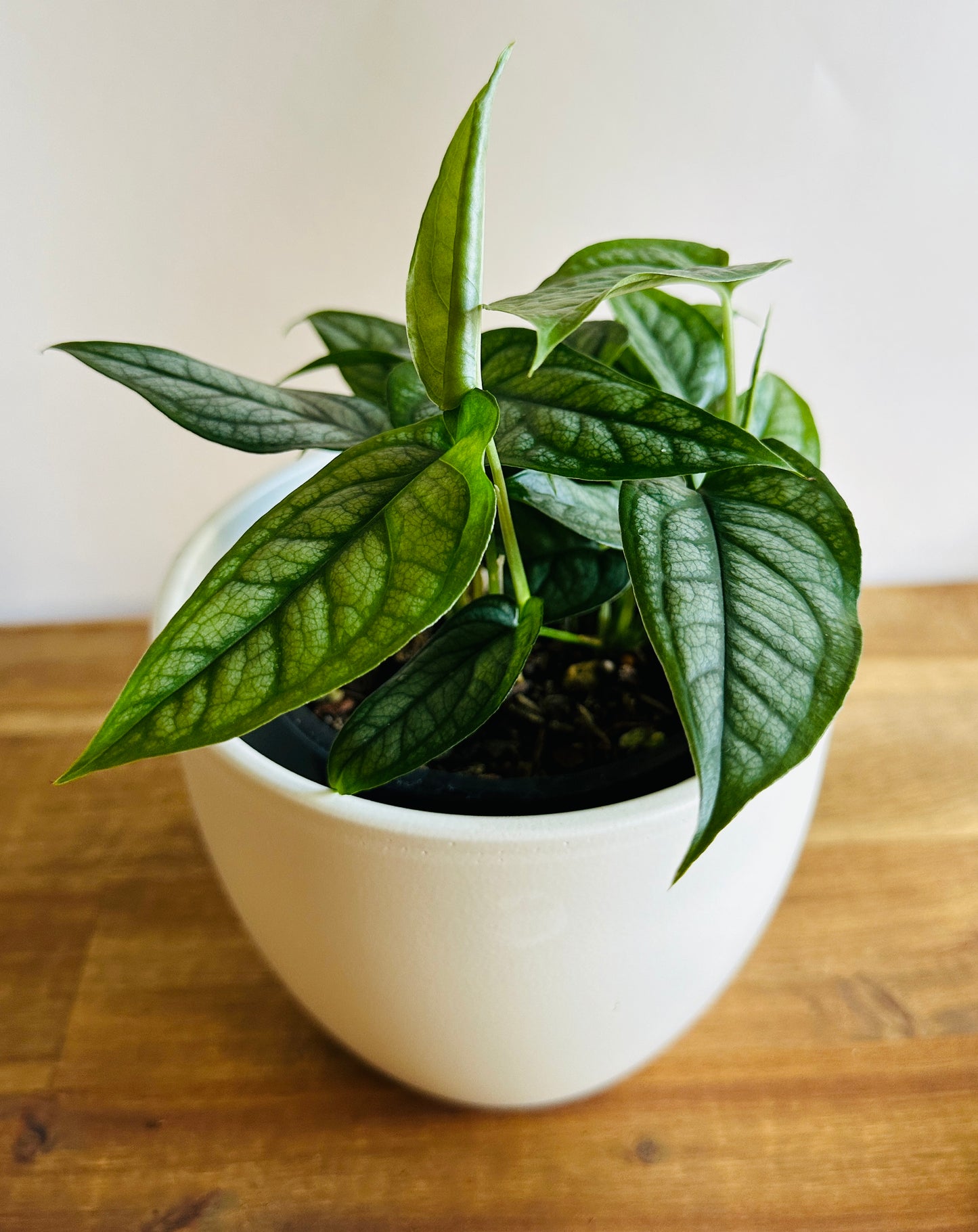 Monstera Siltepecana (Silver Monstera)