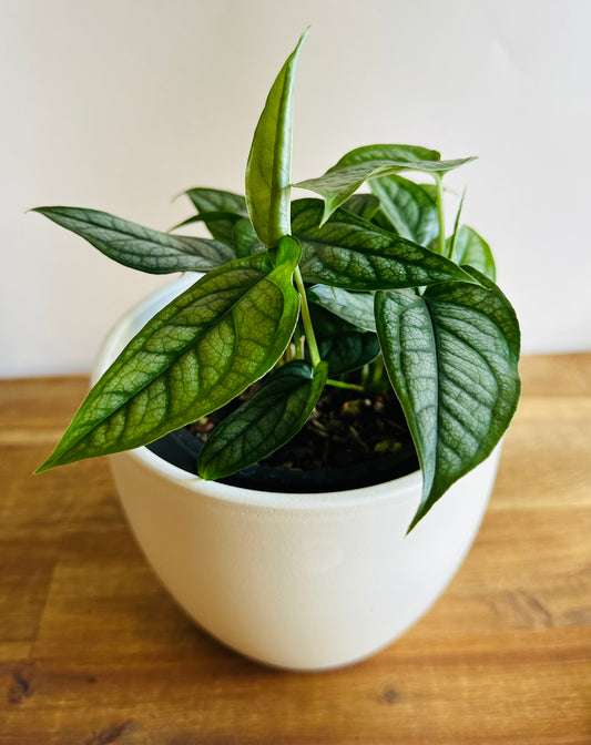 Monstera Siltepecana (Silver Monstera)