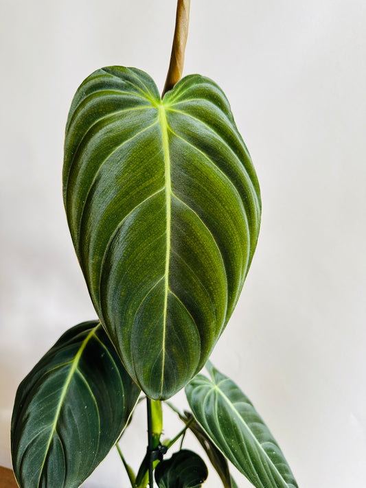 Philodendron melanochrysum