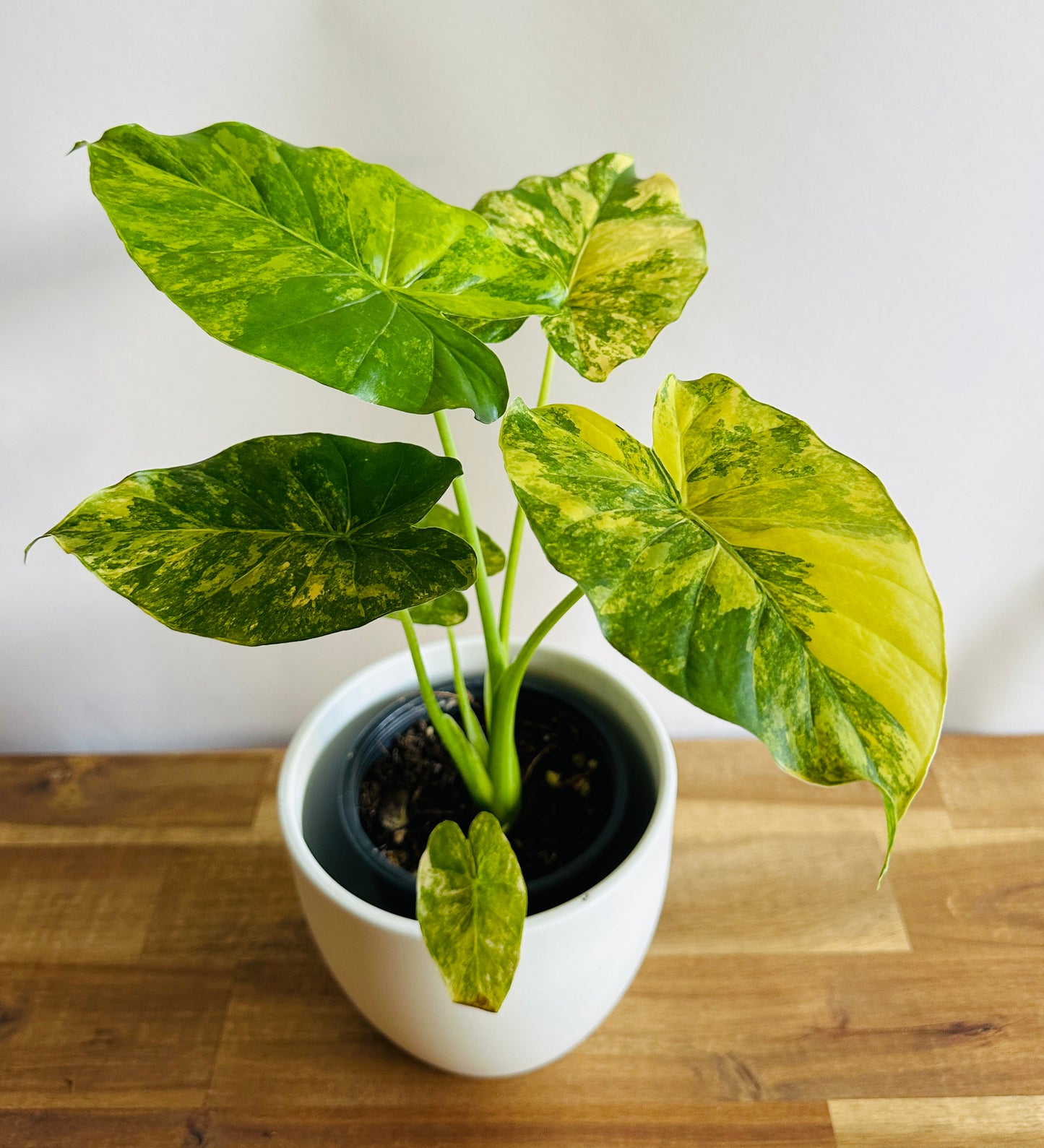 Alocasia gageana Aurea