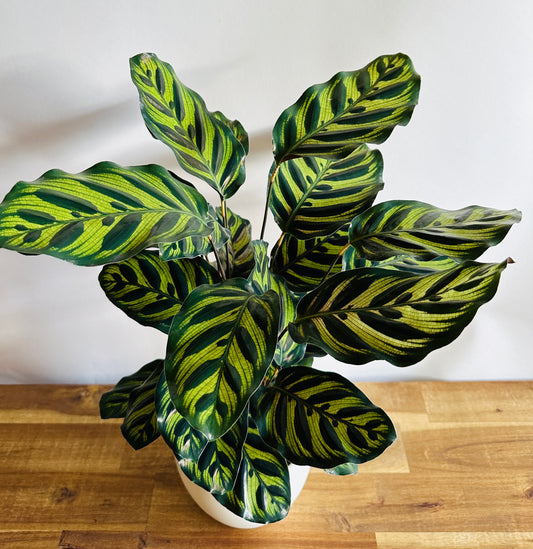 Calathea makoyana