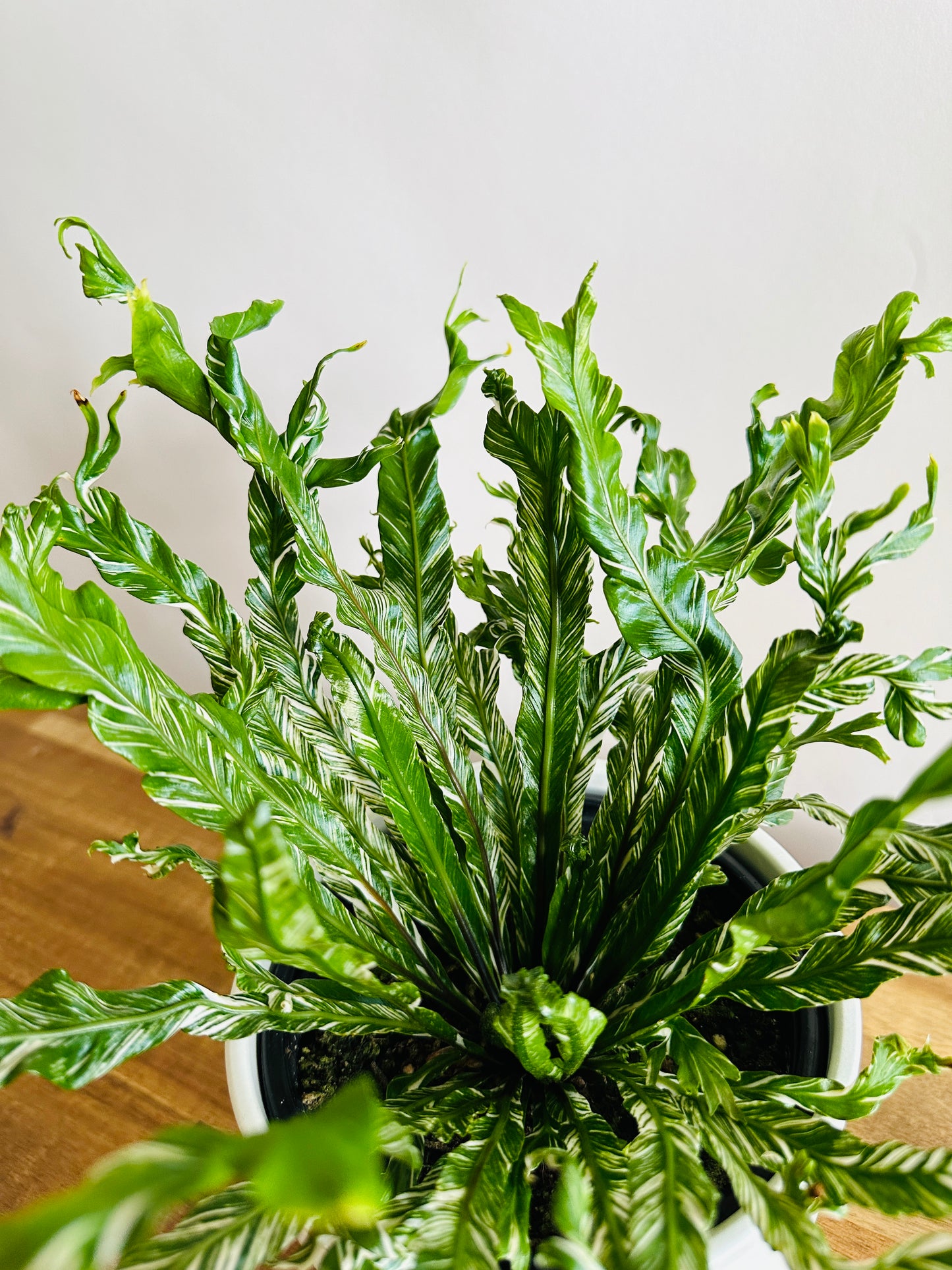 Asplenium nidus variegata