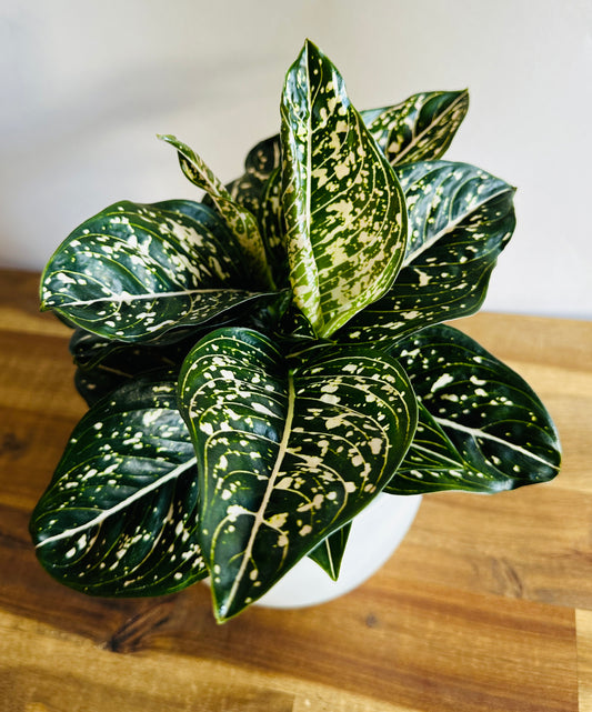 Aglaonema Tom's Pride