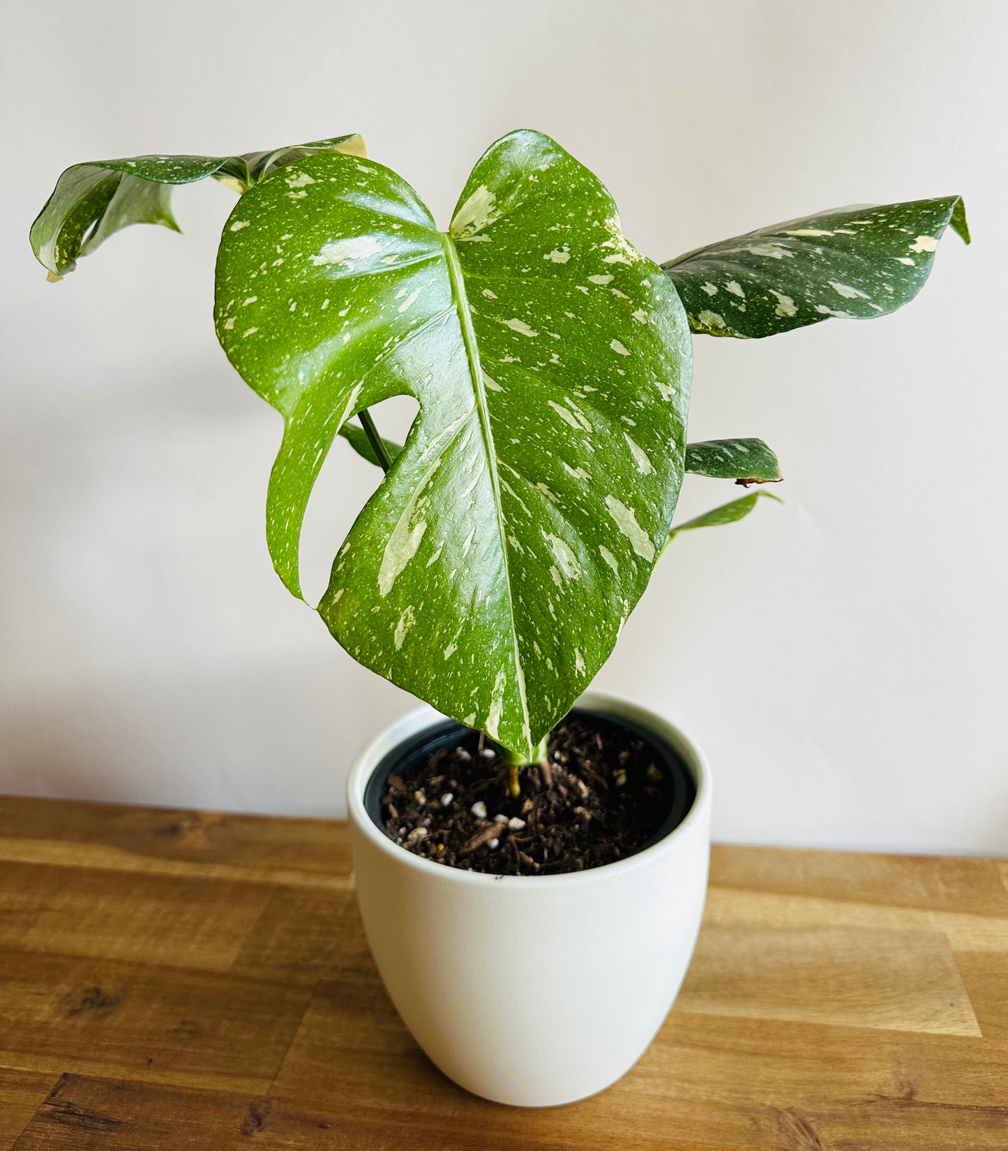 Monstera - Thai Constellation