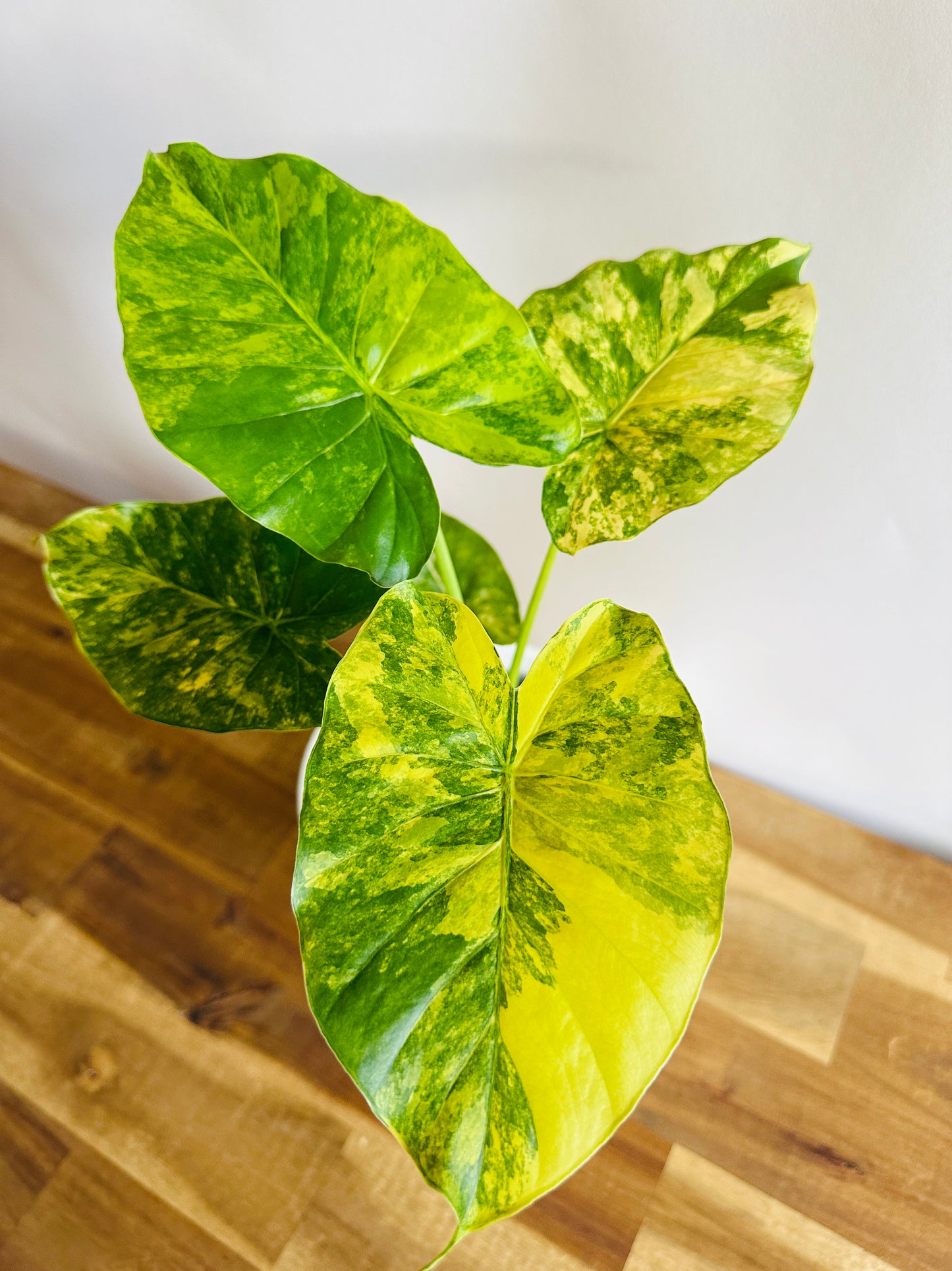 Alocasia gageana Aurea