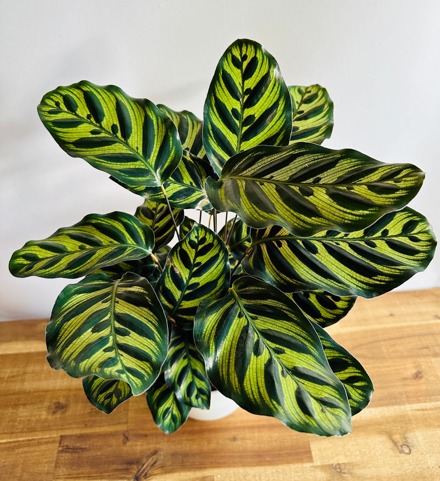 Calathea makoyana