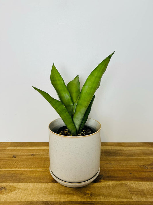 Sansevieria moonshine