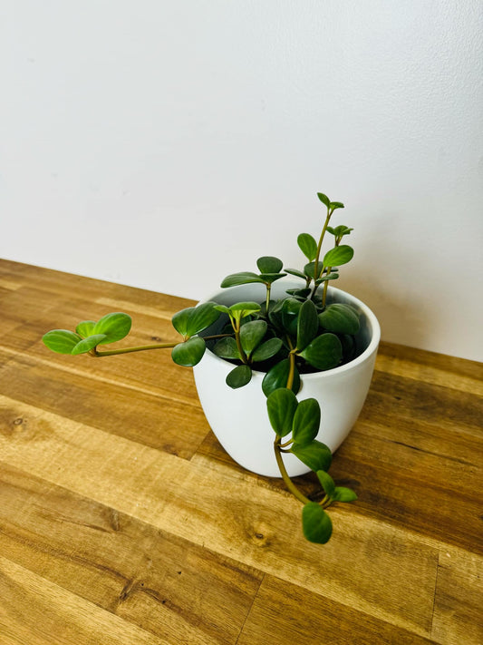 Peperomia hope