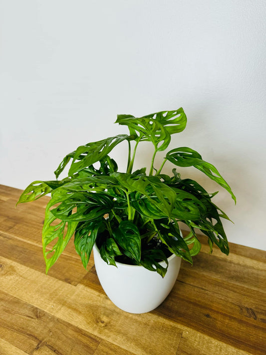 Monstera Adansonii ‘Monkey Mask’