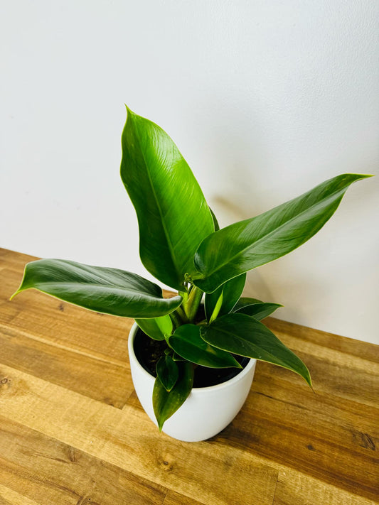 Philodendron imperial green