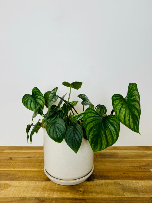 philodendron mamei