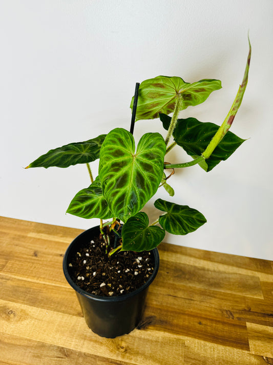 Philodendron verrucosum